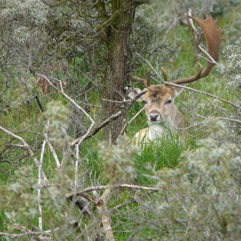 Damhert Amsterdamse waterleidingduinen