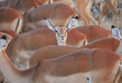 Luisterende impala